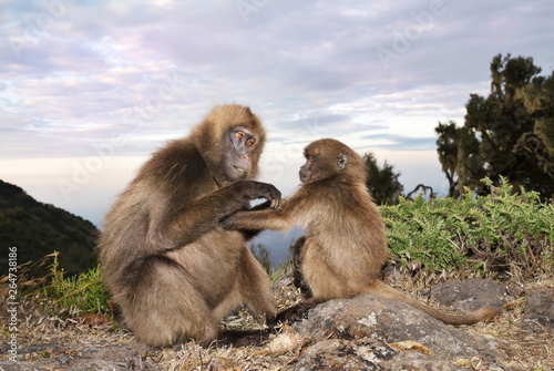 Mother Gelada monkey grooming her baby