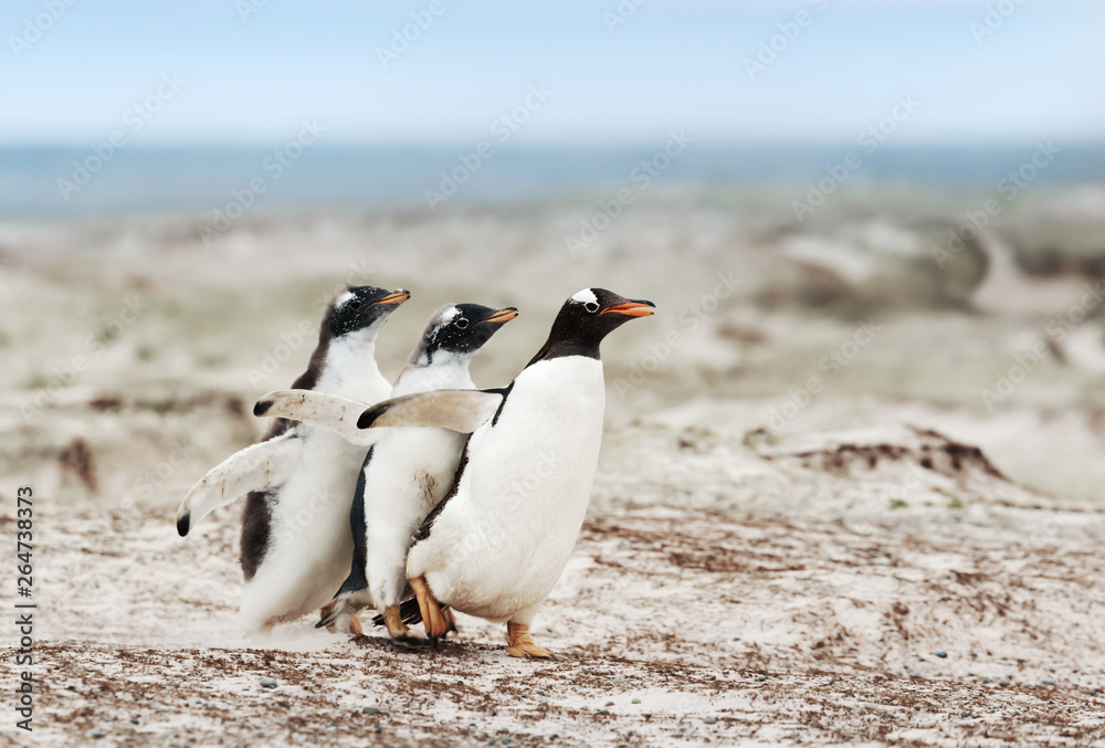 Obraz premium Gentoo penguin chicks chasing after the parent to be fed