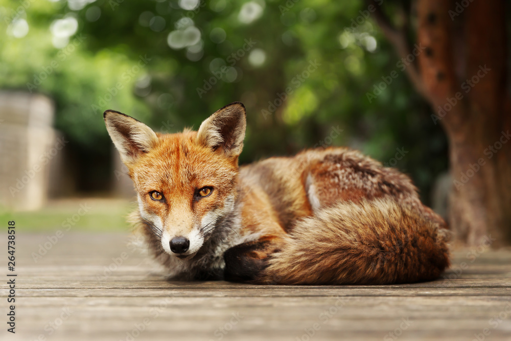 Fototapeta premium Red fox lying on a wooden patio decking