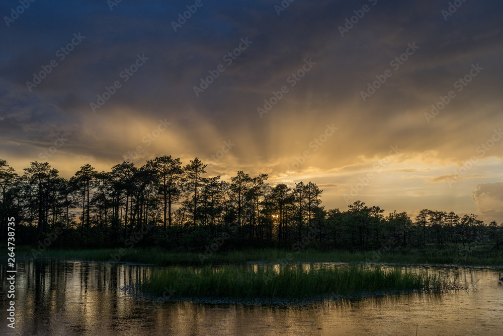 Sunset in the bog, golden marsh, lakes and nature environment. Sundown evening light and rain