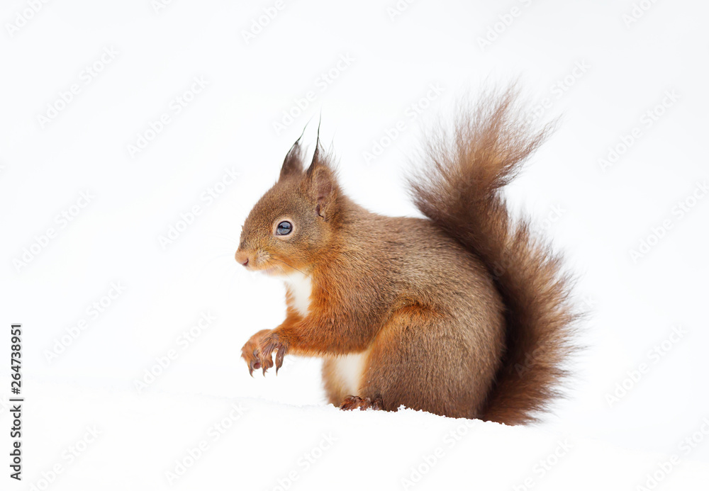 Obraz premium Close up of a red squirrel sitting in the snow