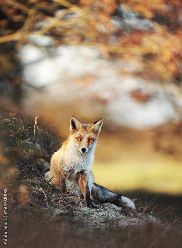 Fototapeta premium Close-up of a Red fox in autumn