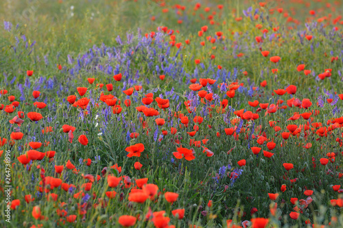 Field with Red Poppies  Papaver rhoeas   Germany  Europe