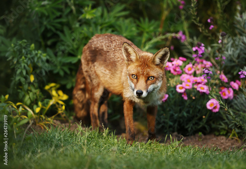 Red fox in the garden with flowers