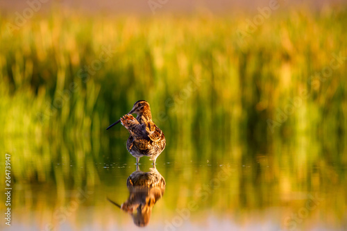 Lake and bird. Natural background. Green, yellow lake background. Water reflection. Bird: Common Snipe. Gallinago gallinago. photo