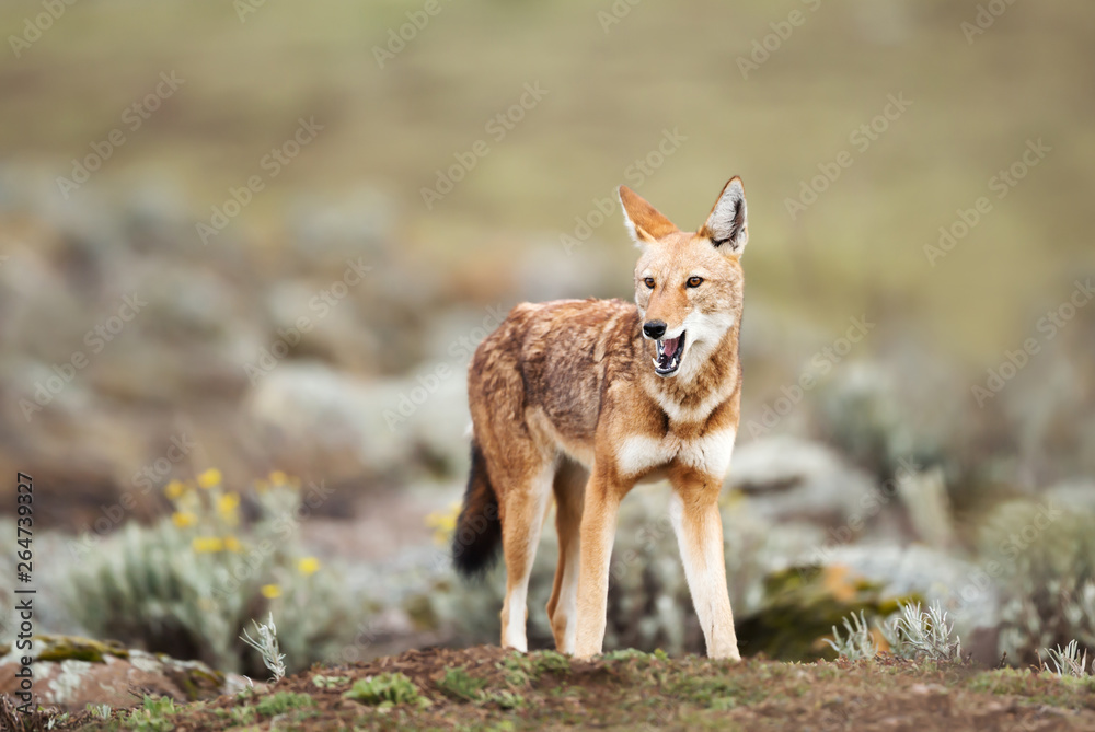 Rare and endangered Ethiopian wolf in the highlands of Bale mountains, Ethiopia