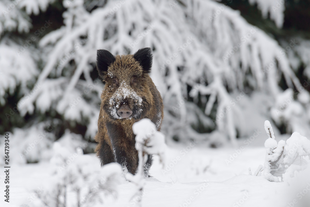 Wild boar, Sus scrofa, Germany, Europe Wild boar, Sus scrofa, Germany, Europe
