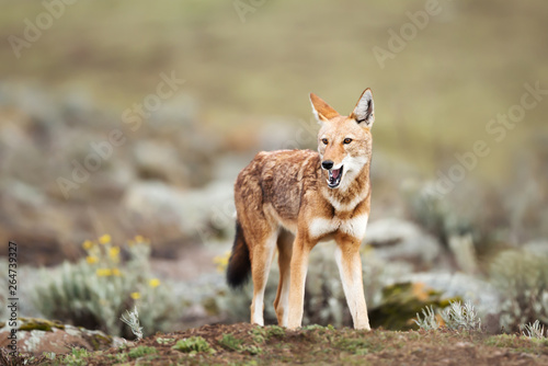 Rare and endangered Ethiopian wolf in the highlands of Bale mountains, Ethiopia photo