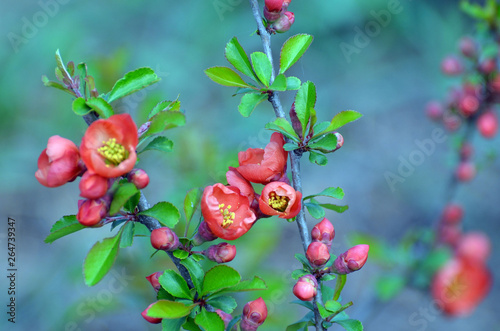 Japanese Quince or Chaenomeles japonica. Flowers of Chaenomeles japonica in the spring garden
