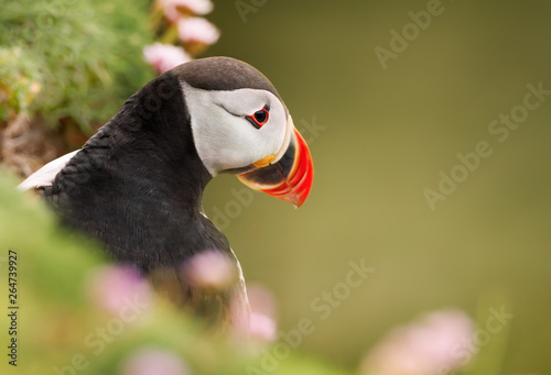 Close up of Atlantic puffin in thrift © giedriius