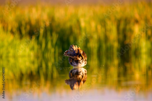 Lake and bird. Natural background. Green, yellow lake background. Water reflection. Bird: Common Snipe. Gallinago gallinago. photo