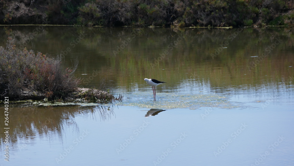 Naklejka premium Stelzenvogel auf Futtersuche