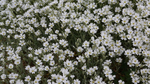 White Flowering Cerastium Boissieri Alpine Plant photo