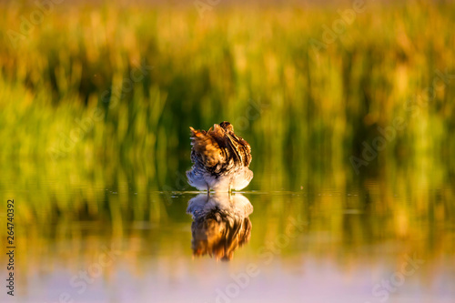 Lake and bird. Natural background. Green, yellow lake background. Water reflection. Bird: Common Snipe. Gallinago gallinago. photo