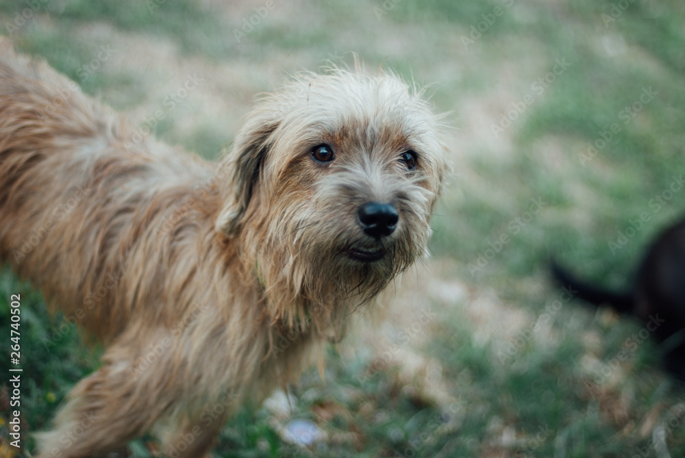 poor homeless dog