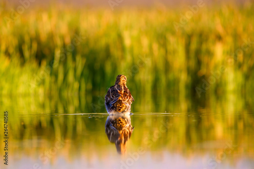 Lake and bird. Natural background. Green, yellow lake background. Water reflection. Bird: Common Snipe. Gallinago gallinago. photo