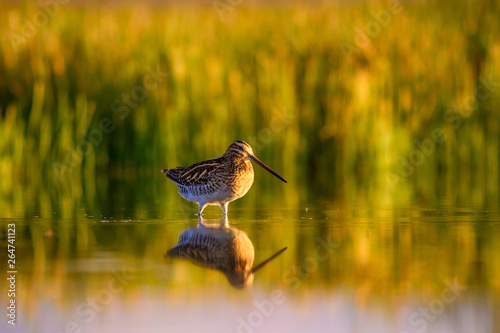 Lake and bird. Natural background. Green, yellow lake background. Water reflection. Bird: Common Snipe. Gallinago gallinago. photo