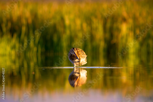 Lake and bird. Natural background. Green, yellow lake background. Water reflection. Bird: Common Snipe. Gallinago gallinago. photo