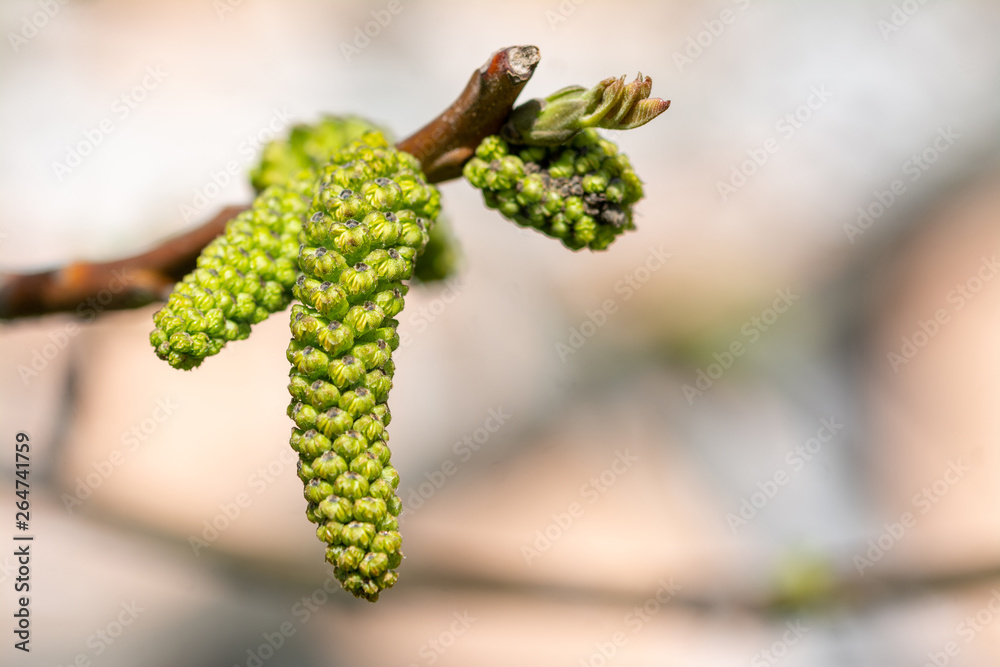 Flowering of walnut tree - springtime in garden. Flowering of walnut tree - springtime in garden.