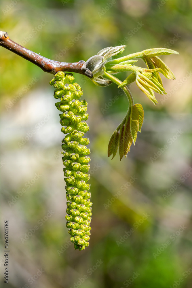 Flowering of walnut tree - springtime in garden. Flowering of walnut tree - springtime in garden.