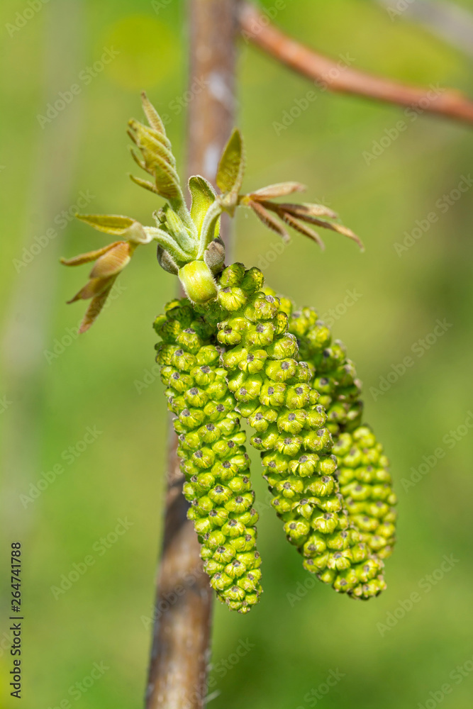 Obraz premium Flowering of walnut tree - springtime in garden.