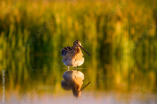 Lake and bird. Natural background. Green, yellow lake background. Water reflection. Bird: Common Snipe. Gallinago gallinago. photo