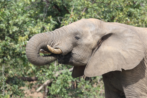 Afrikanischer Elefant / African elephant / Loxodonta africana