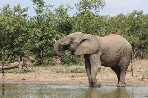 Afrikanischer Elefant   African elephant   Loxodonta africana