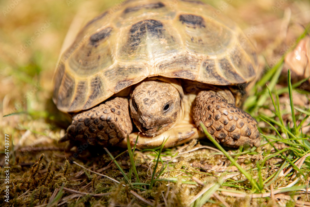 eating tortoise kept in a terrarium with fresh grass looks curiously out of its shell into the world eating tortoise kept in a terrarium with fresh grass looks curiously out of its shell into the world