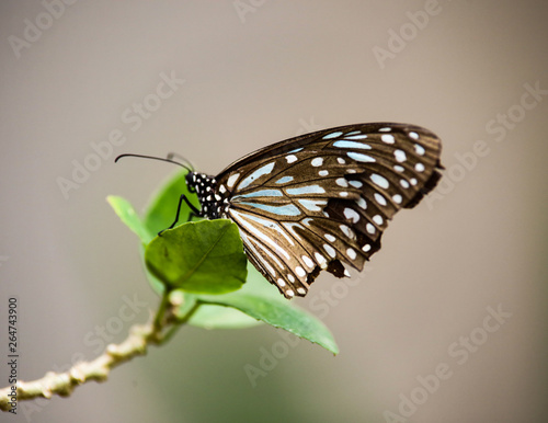 Foto Danaus genutia, the blue tiger, is one of the common butterflies of India