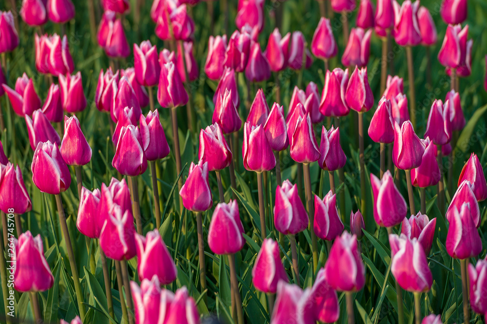 pink tulips in the garden pink tulips in the garden