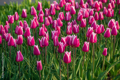 Fototapeta Naklejka Na Ścianę i Meble -  field of pink tulips