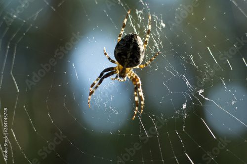 Spider and web. Cobweb in morning light. Aranei and shining spiderweb. natural background.