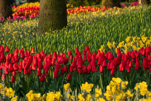 Fototapeta Naklejka Na Ścianę i Meble -  field of colorful tulips in forest