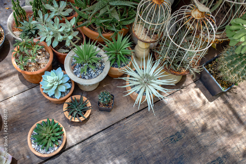cactus decoration outdoor garden wood table