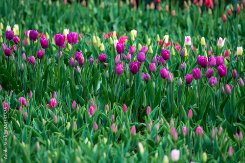 field of tulips