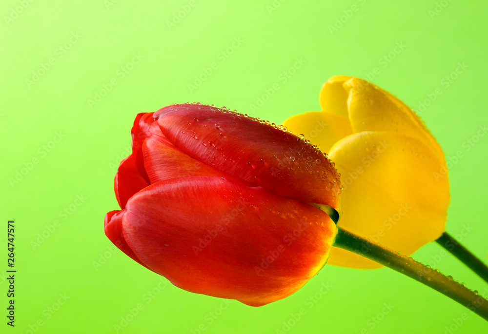 Naklejka premium red and yellow tulips over green background tulip flowers
