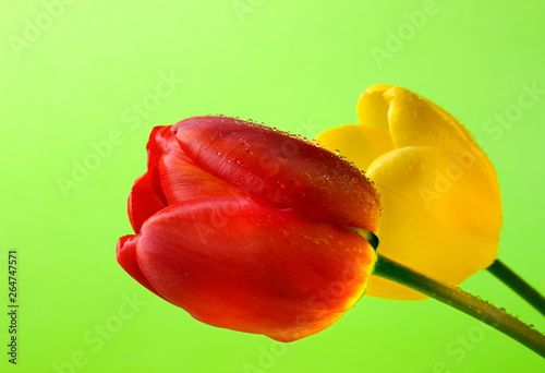red and yellow tulips over green background tulip flowers 