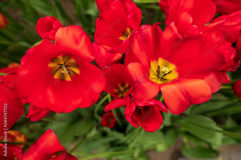 red tulips in the garden red tulips in the garden