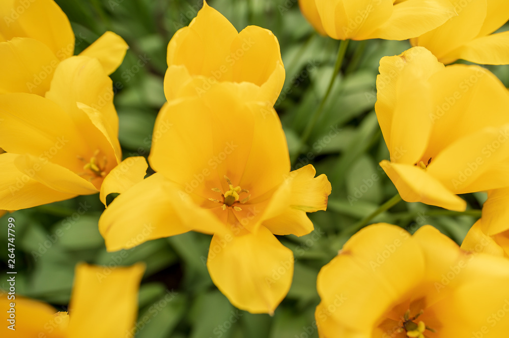 yellow tulips from above close up