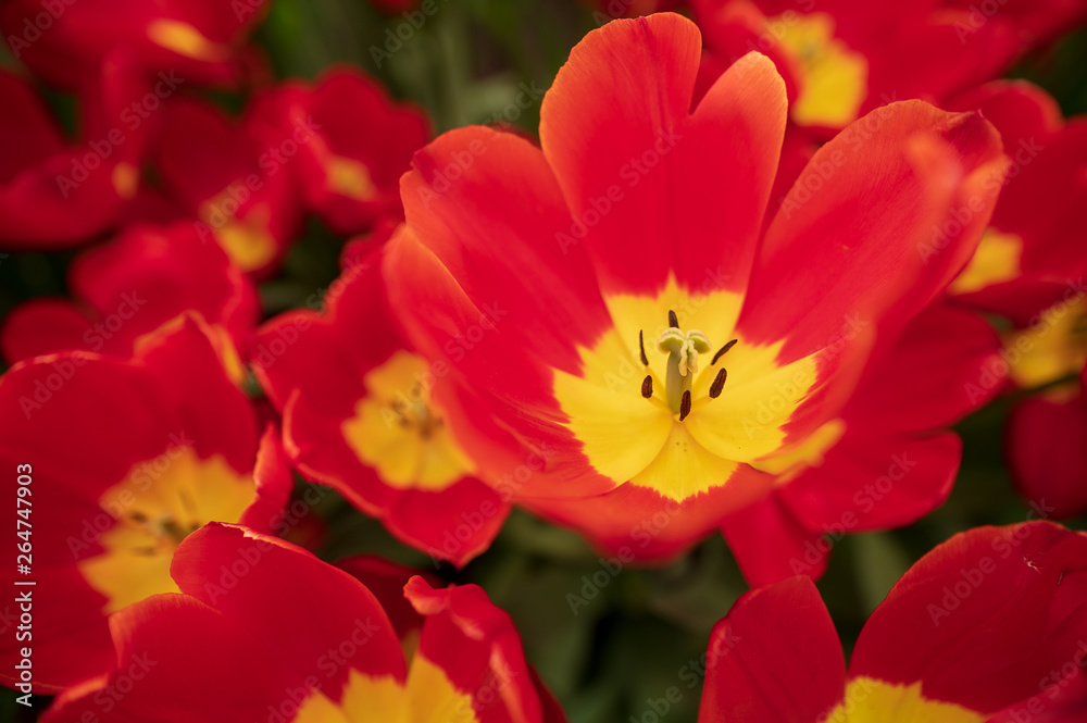 close up of tulips in the garden close up of tulips in the garden