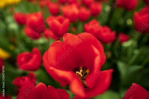 close up of red tulips in the garden