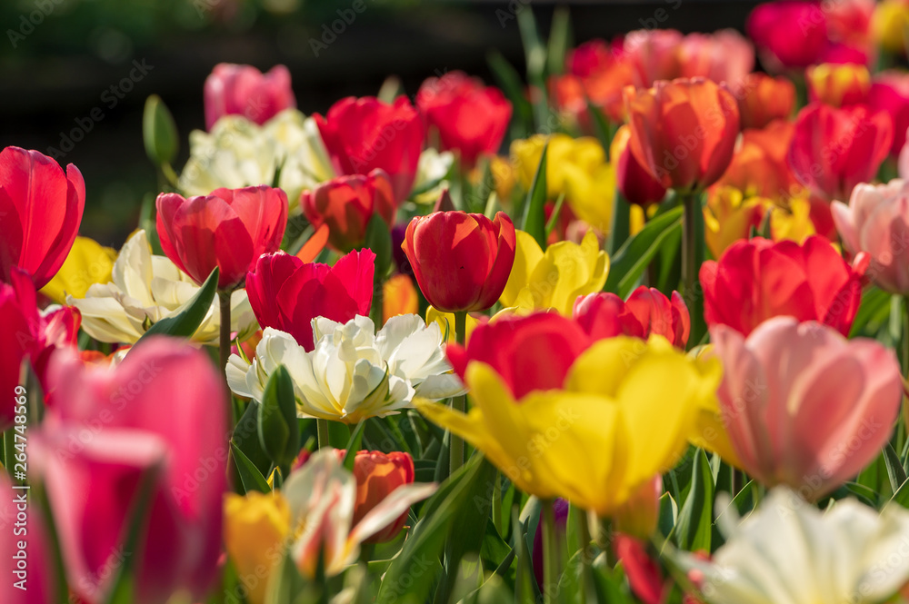 colorful tulips in the garden colorful tulips in the garden