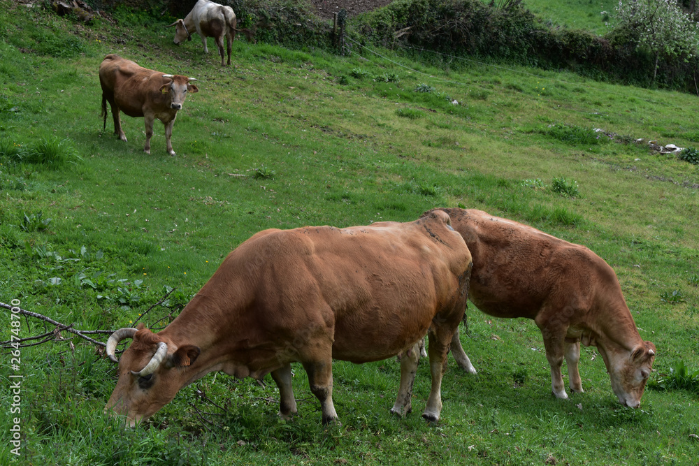 Vacas pastando en el campo, naturaleza, montaña