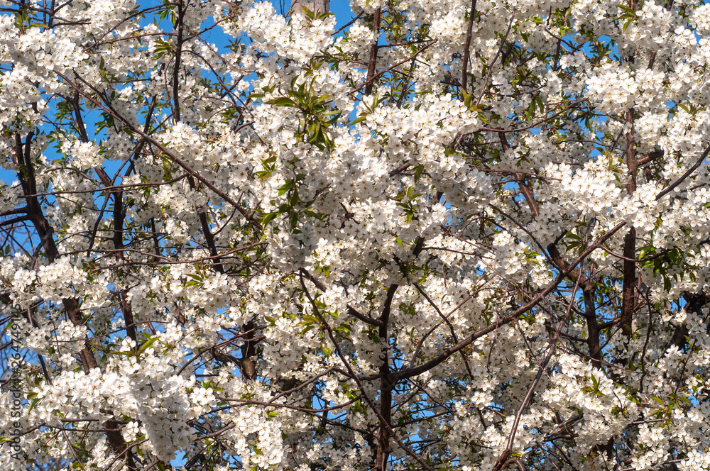 Blossom cherry tree flowers photography Blossom cherry tree flowers photography