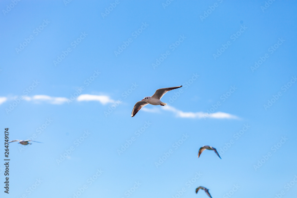 Fototapeta premium Gulls on a sunny Mediterranean beach