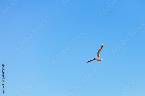Gulls on a sunny Mediterranean beach