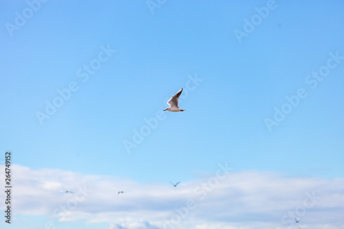 Gulls on a sunny Mediterranean beach
