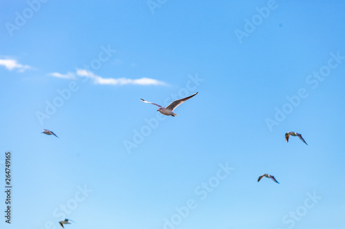 Gulls on a sunny Mediterranean beach