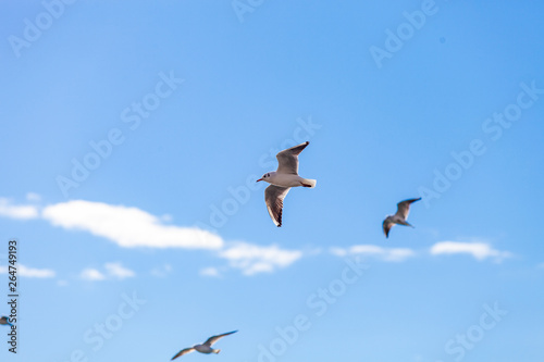 Gulls on a sunny Mediterranean beach